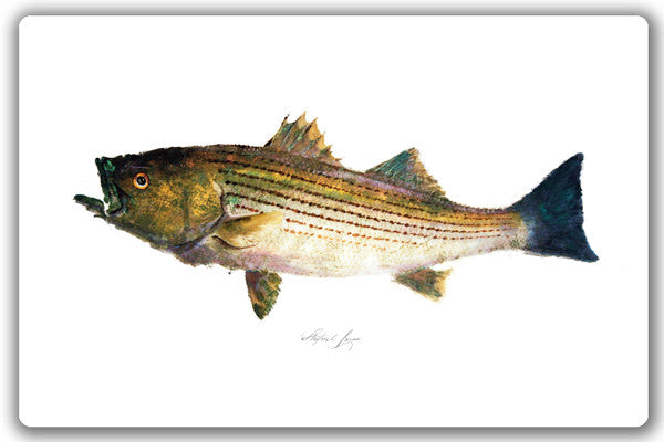 Striped Bass Placemat - fishedimpressions