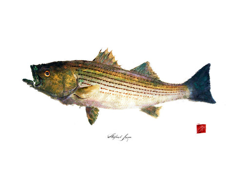 22 x17 Striped Bass Gyotaku Archival Print