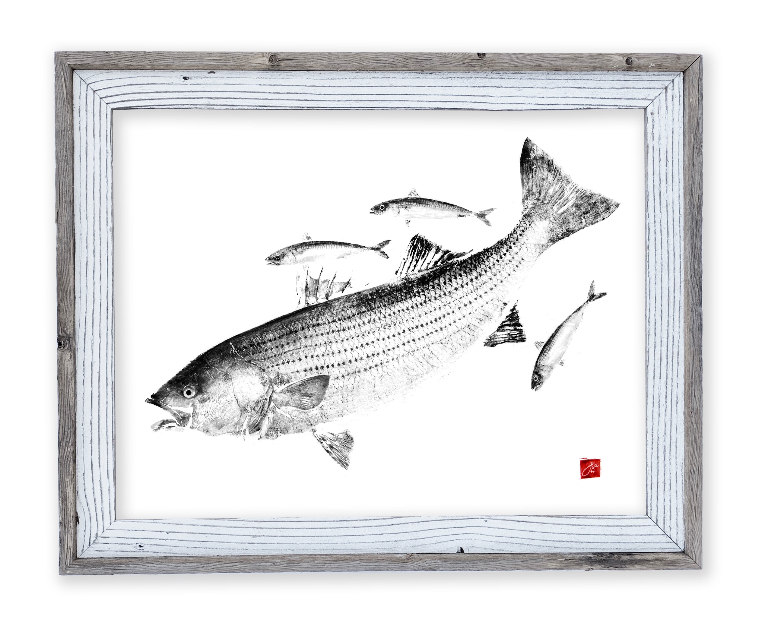 bass chasing lure painting 26 x 22 framed striped bass chasing mackerel
