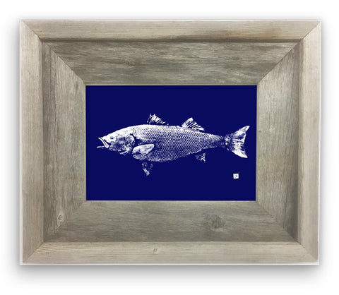 Small Framed Striped bass on Blue